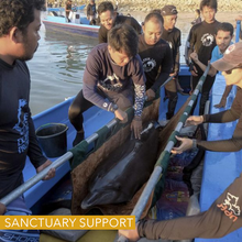 Load image into Gallery viewer, bali dolphin sanctuary support