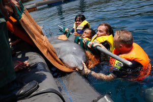 bali dolphin sanctuary rescue