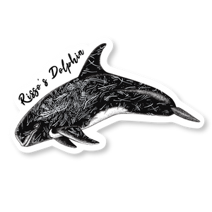 Risso's Dolphin Die Cut Decal