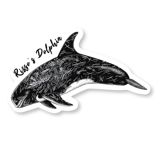 Risso's Dolphin Die Cut Decal