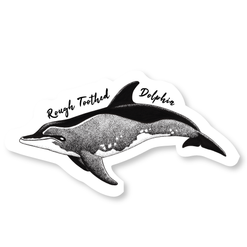 Dolphin Project Rough Toothed Dolphin Decal