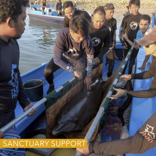 bali dolphin sanctuary support