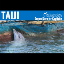 Load image into Gallery viewer, Taiji dolphin hunting informational postcard front
